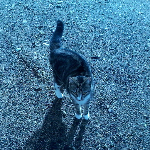 Miss Foxy's profile image