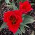 Deany Guidry's profile image