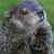 Dana Ray's profile image