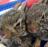 Karen Walker's profile image