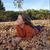 Ashley Pawlowski's profile image