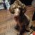 Stephanie Bodenhorn Clure's profile image
