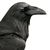 Alexander Corvinus's profile image