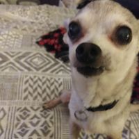 Laura Dodd's profile image