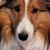 Robin Lacroix Murphy's profile image