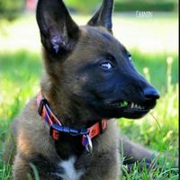 Carmen Inglese's profile image