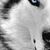 Ed Zap's profile image