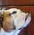 Greg Nowak's profile image