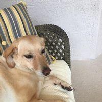 Lori Flora's profile image