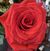 Trendy Wendy Decker Mooney's profile image