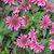 Sue Veith Bland's profile image