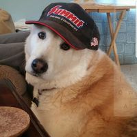 Diane Shanbrom's profile image