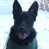 Dottie Loranger-Frantsvog's profile image