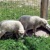 Ina Munar's profile image