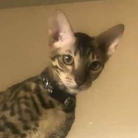 Rl Huddleston's profile image
