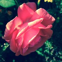 Dot Mc's profile image