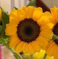 Carmel Cervantes's profile image