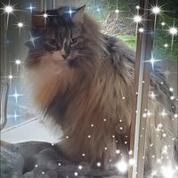 Deb Kauzlarich's profile image