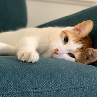 Jim Carey's profile image