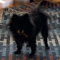 Nicholas Idell's profile image