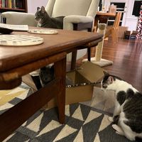 Nina Williams's profile image