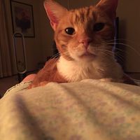 Karen Villanueva's profile image