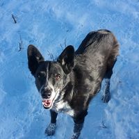 Steve Pierson's profile image