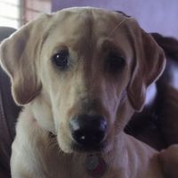 Dana Moore Godwin's profile image
