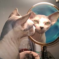 Caroline Cancellara's profile image