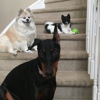 Chrissy Hoffman Morrison's profile image