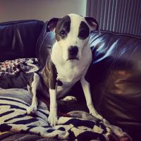 Linda Salce's profile image