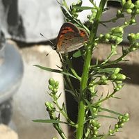 Kirin Lynn Libby's profile image