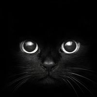 Kelly LaFortune Scholte's profile image