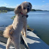 Jeff Lowell's profile image