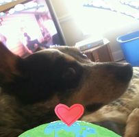 Donna Rice's profile image