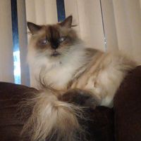 Myra Grenier Storey's profile image