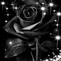 Sara Rangel's profile image