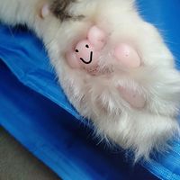 Sally Louise Cat's profile image