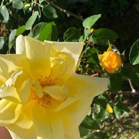 Linda Callis's profile image