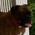 Carol Keele's profile image