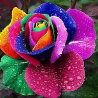 CJ Dasent's profile image