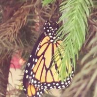 Carol Harshman's profile image