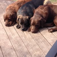 Darla Sue's profile image