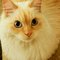 Melody H.'s profile image