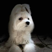 Elizabeth Thomas Mullen's profile image