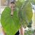 Kg Plants's profile image