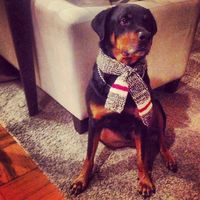 Jordan Kap's profile image