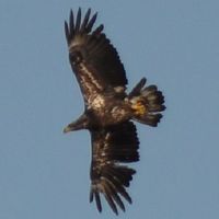 Hugh Brower's profile image