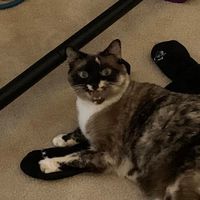 Laurie Mullen's profile image