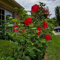 Donna Joyce Somers's profile image